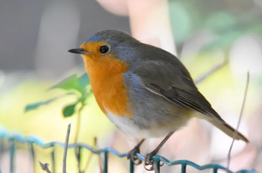 screenshot 20210131 183217