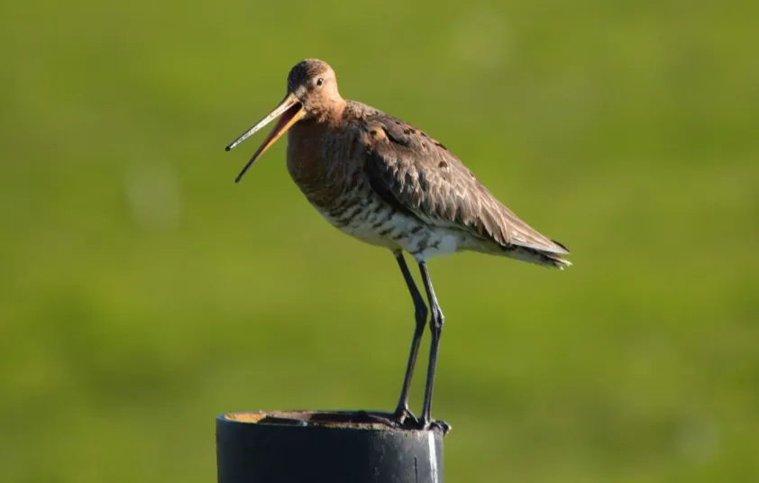 screenshot 20210202 172304