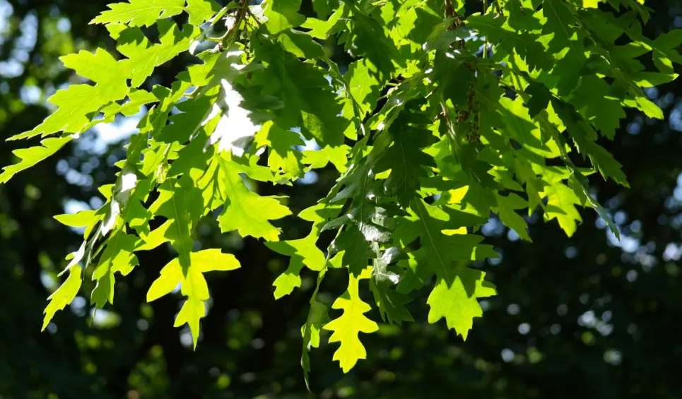 screenshot 20210311 161415