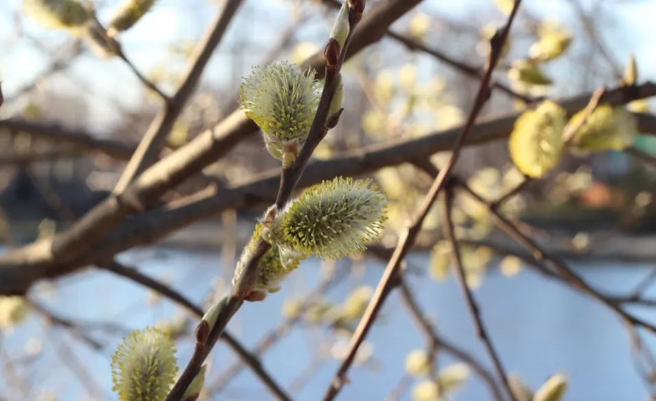 screenshot 20210420 130101