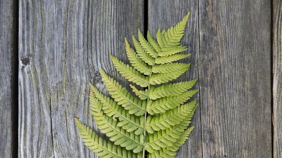 screenshot 20210420 162236