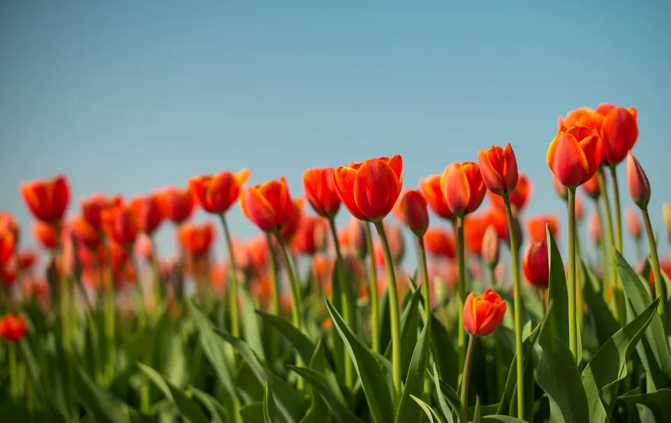 screenshot 20210425 130058