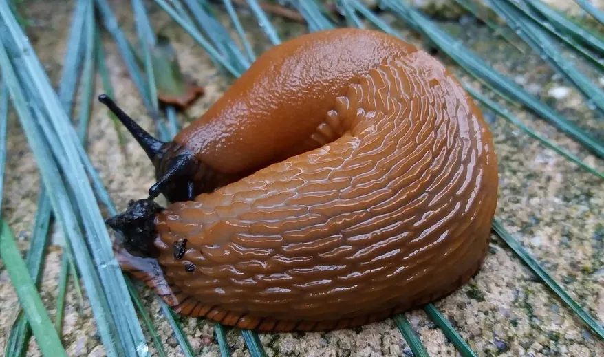 screenshot 20210501 090236