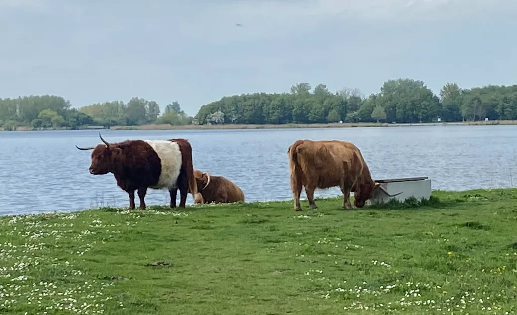 screenshot 20210516 114707