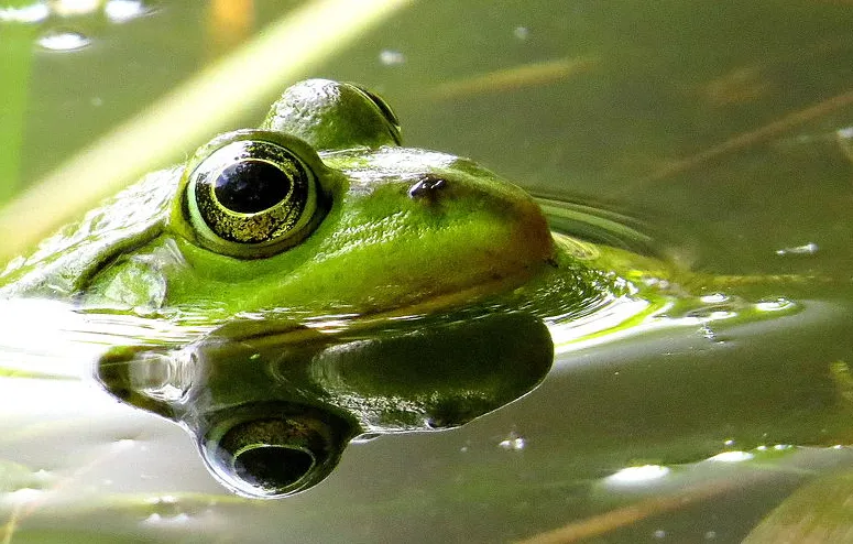 screenshot 20210601 143822