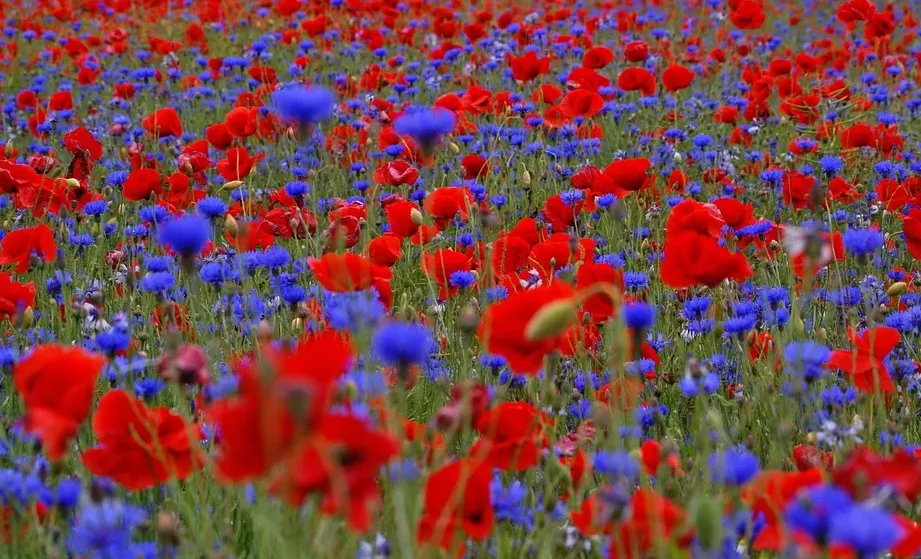 screenshot 20210627 094836