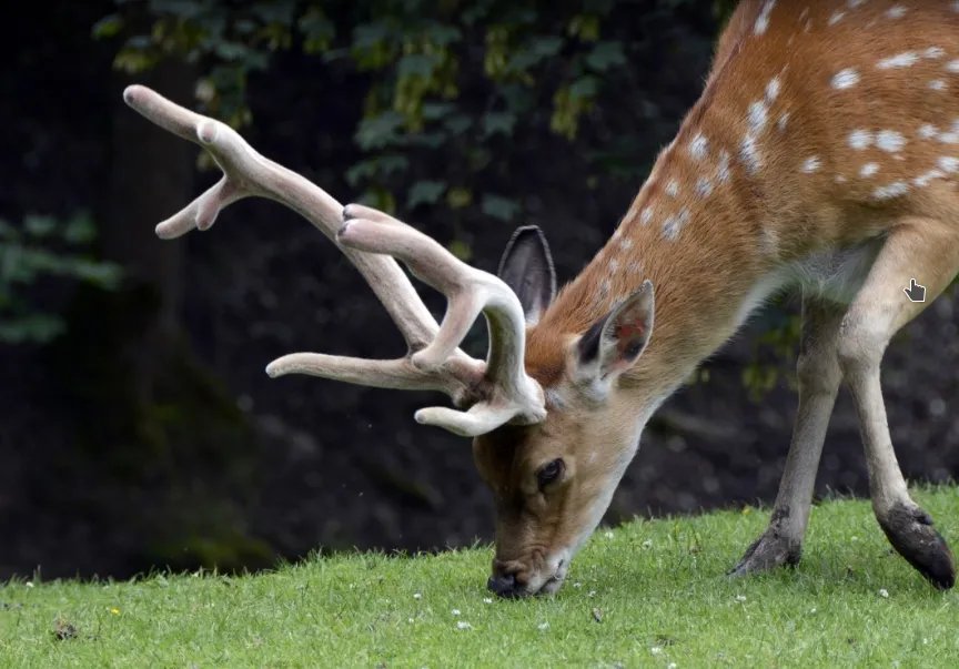 screenshot 20210719 094113