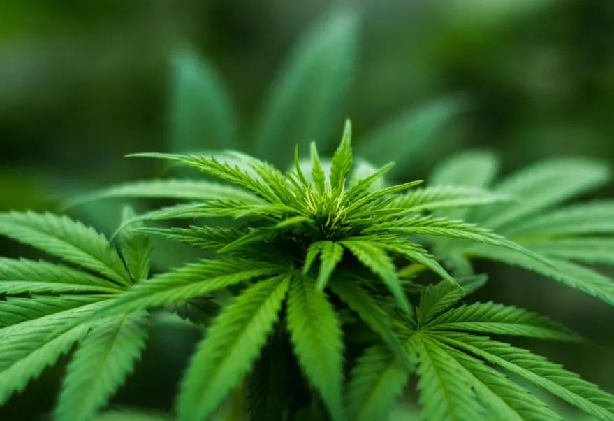 screenshot 20210820 090606