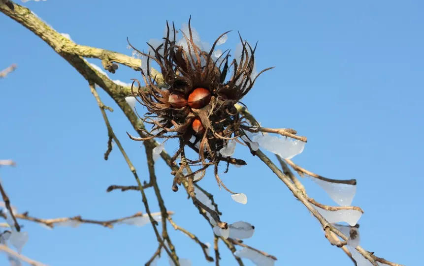 screenshot 20211016 084206