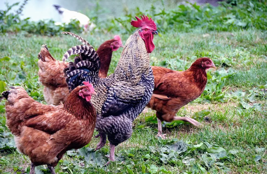 screenshot 20211026 125456