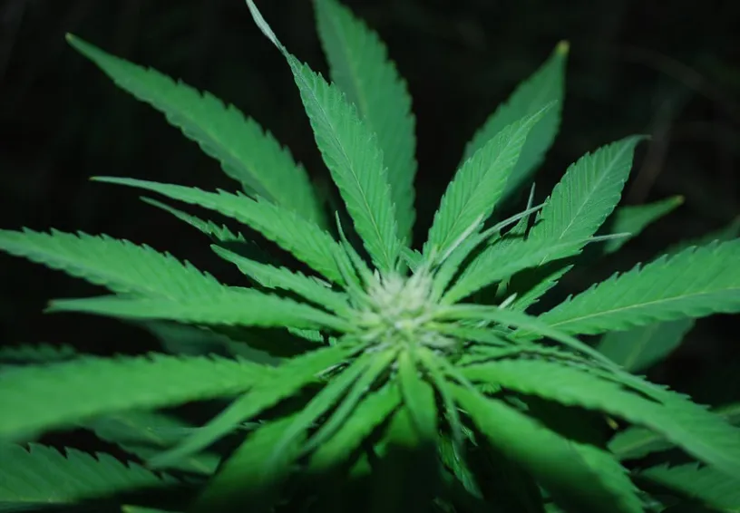 screenshot 20211202 113217