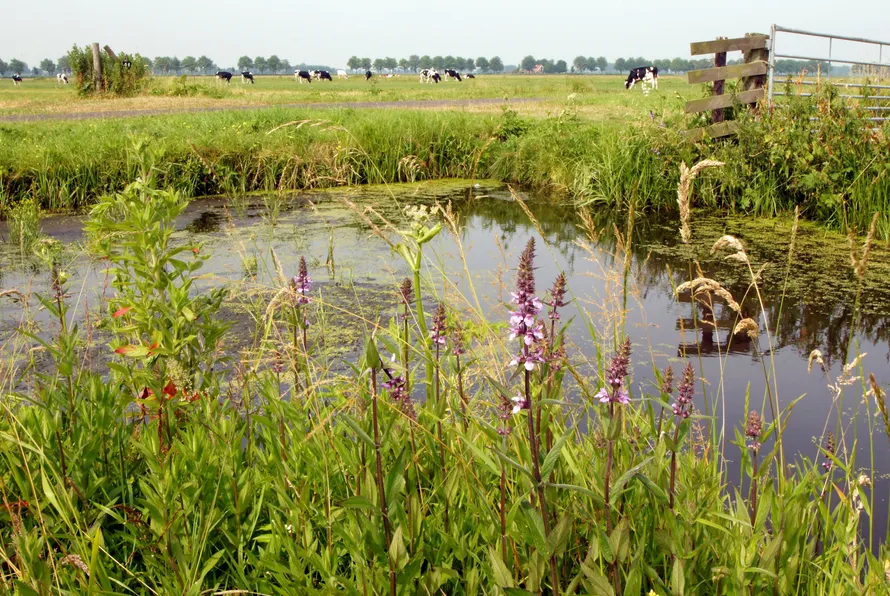 screenshot 20220607 110634