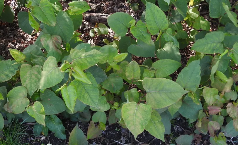 screenshot 20220730 103333