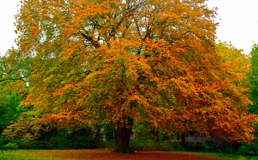 screenshot 20220914 100954