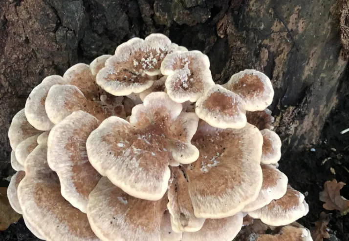 screenshot 20221011 110135