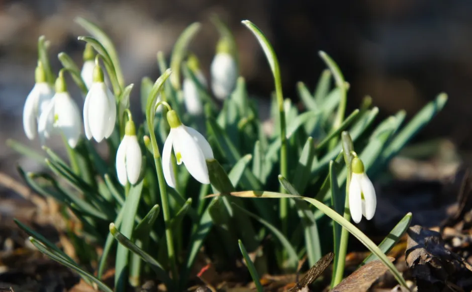 screenshot 20230129 154245