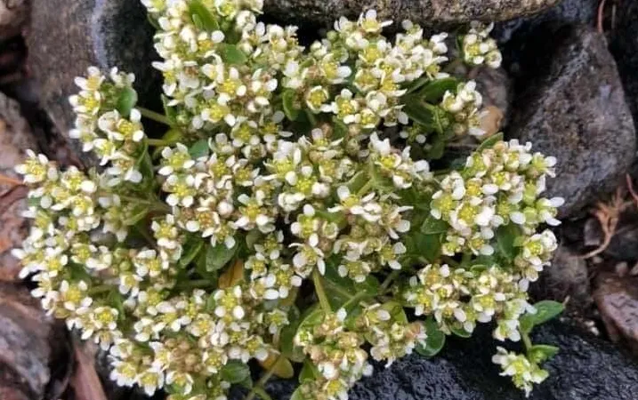 screenshot 20230522 121755