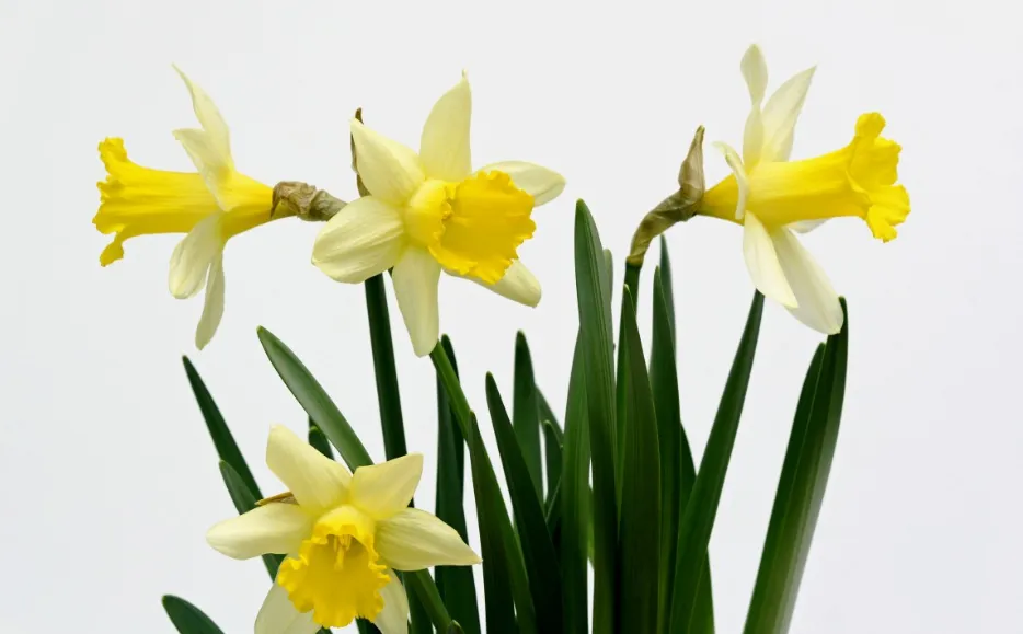 screenshot 20240226 073605