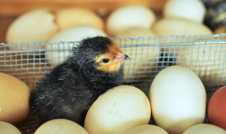 screenshot 20240313 114655