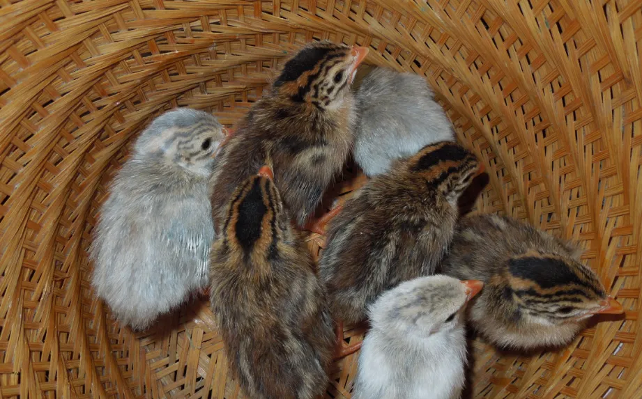 screenshot 20240315 074721