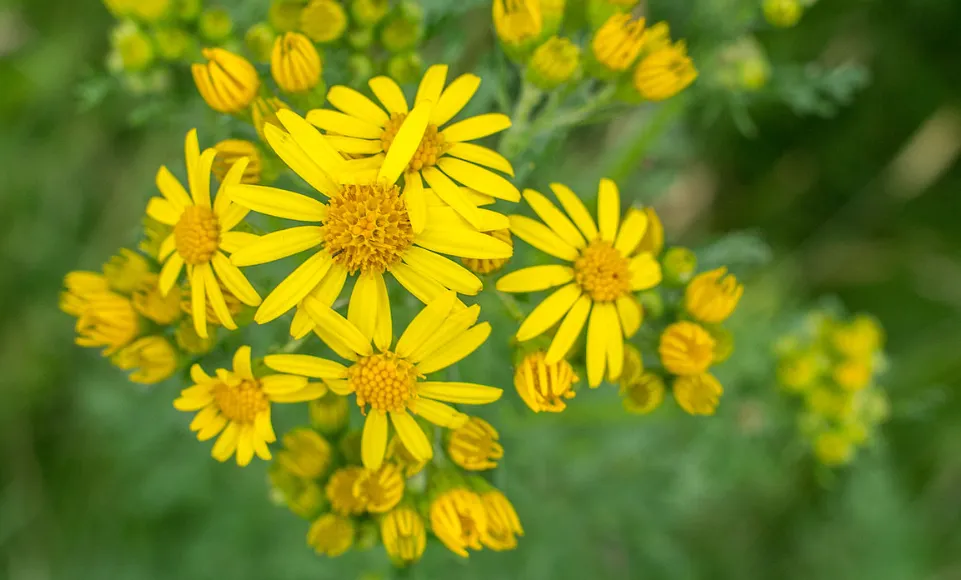 screenshot 20240620 094624