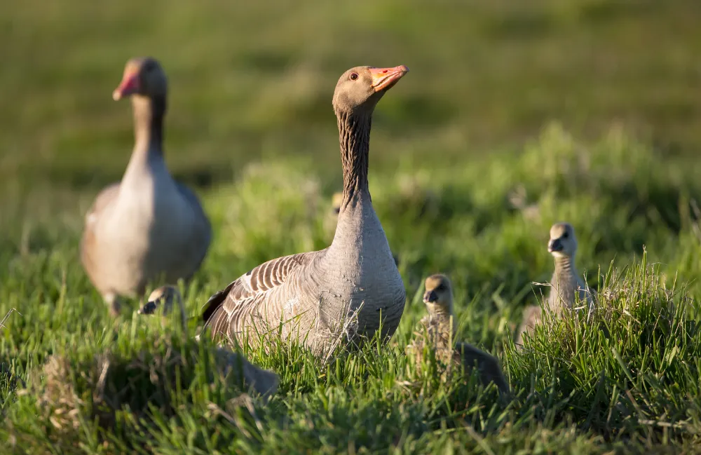 screenshot 20240621 133704