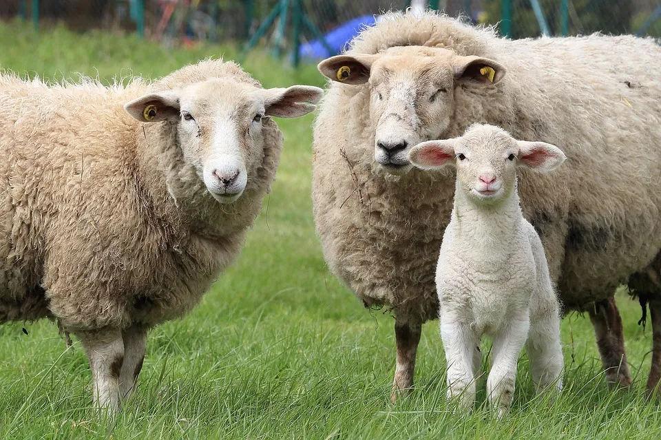 sheep 1547720 960 720