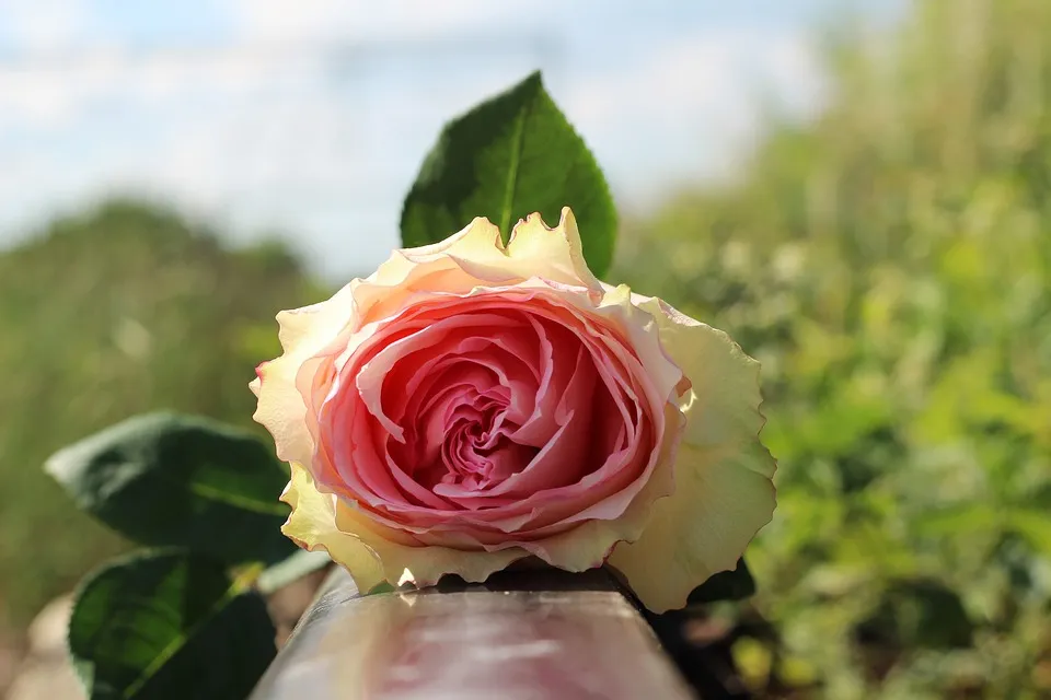 stop teenager suicide 2371421 960 720