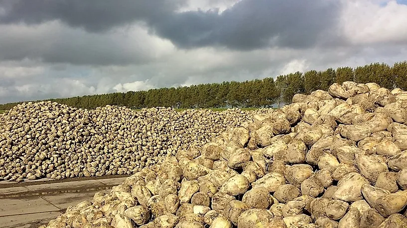 sugar beet 562317 960 720