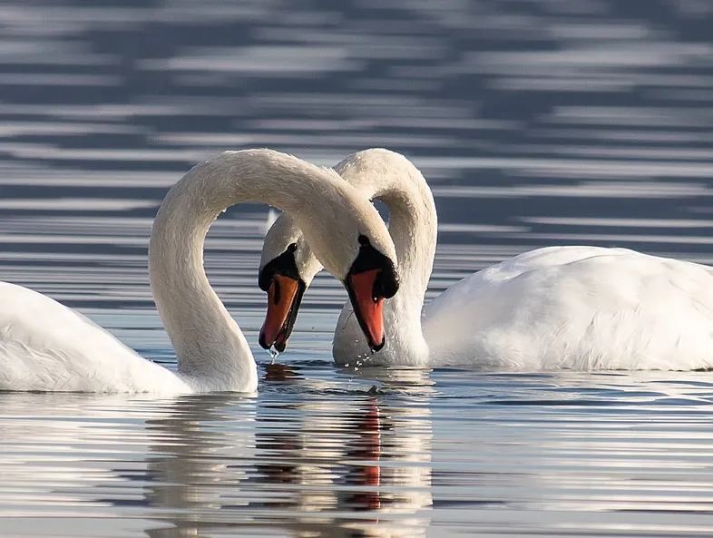 swans