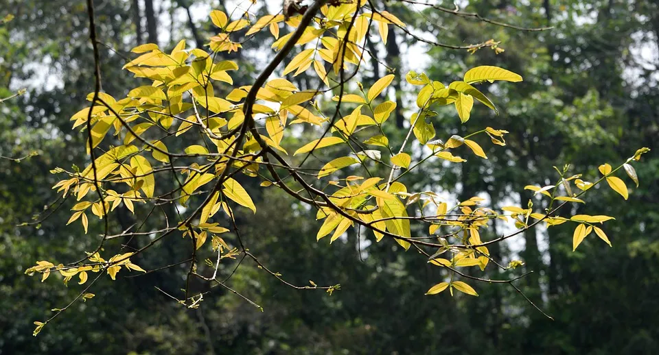 trees