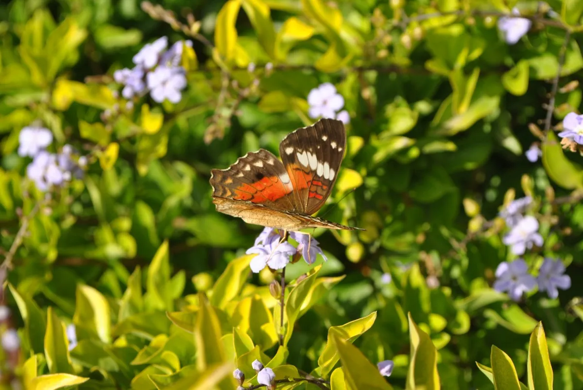 vlinder