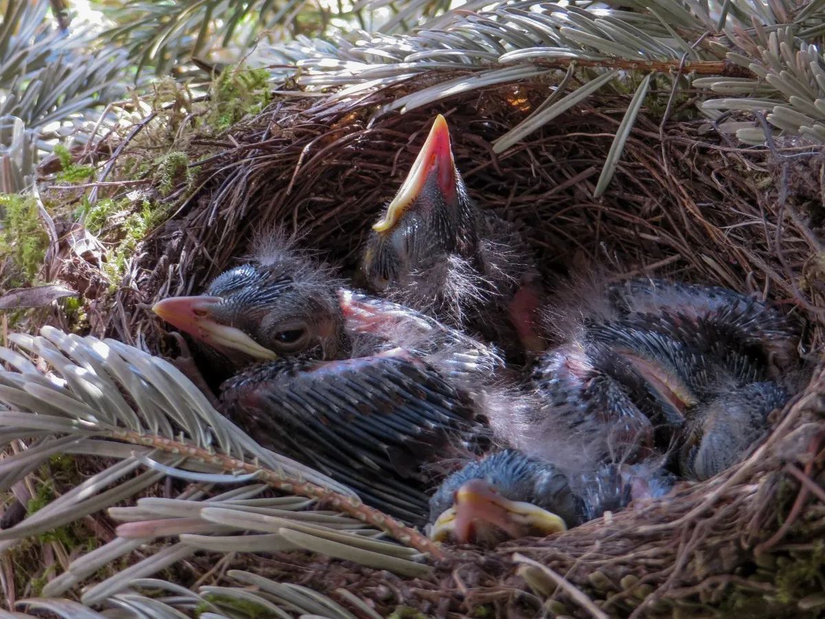 vogelnest