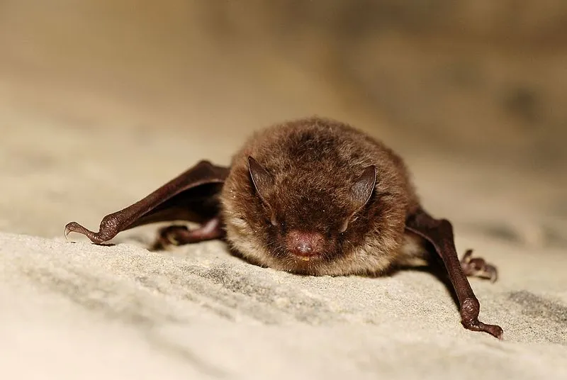 watervleermuis