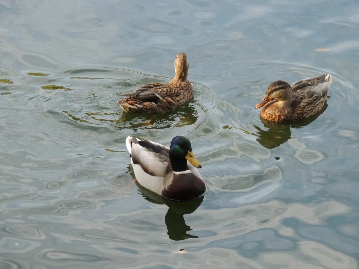 watervogels