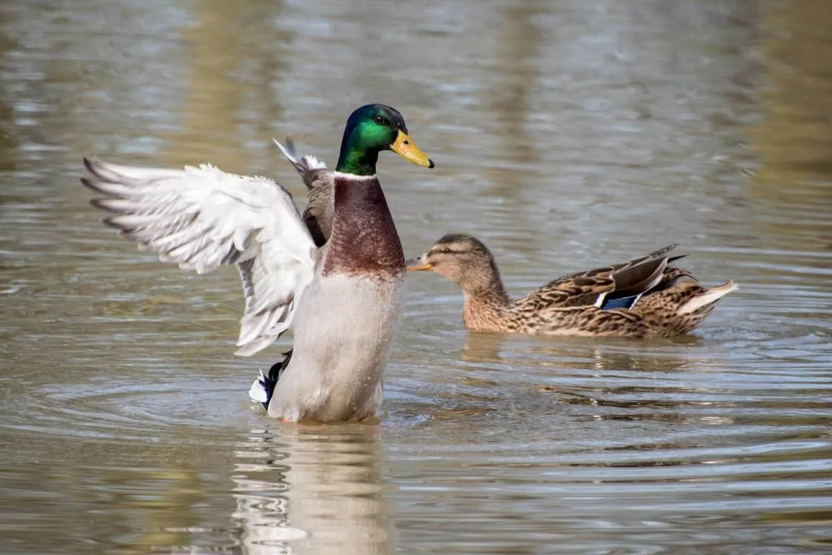 watervogels22
