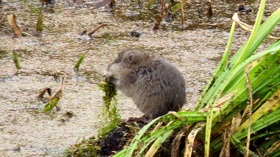 woelmuis 2
