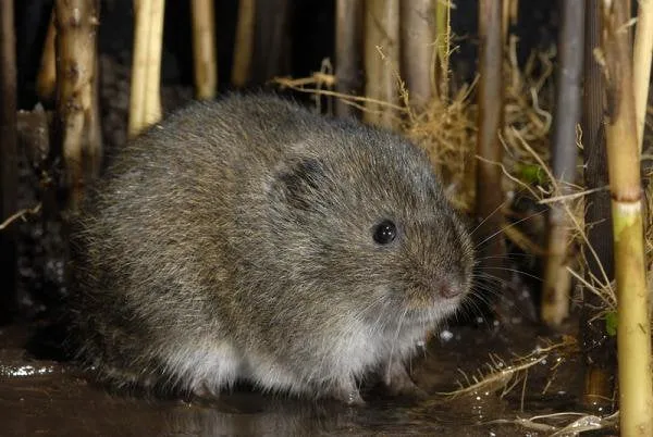 woelmuis