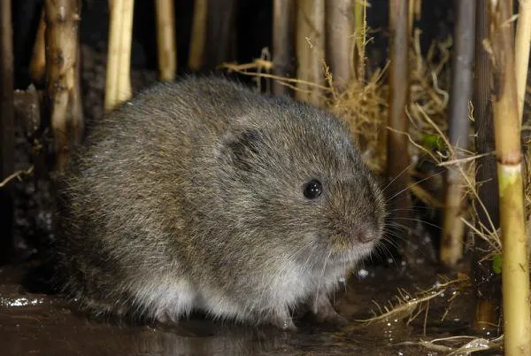 woelmuis
