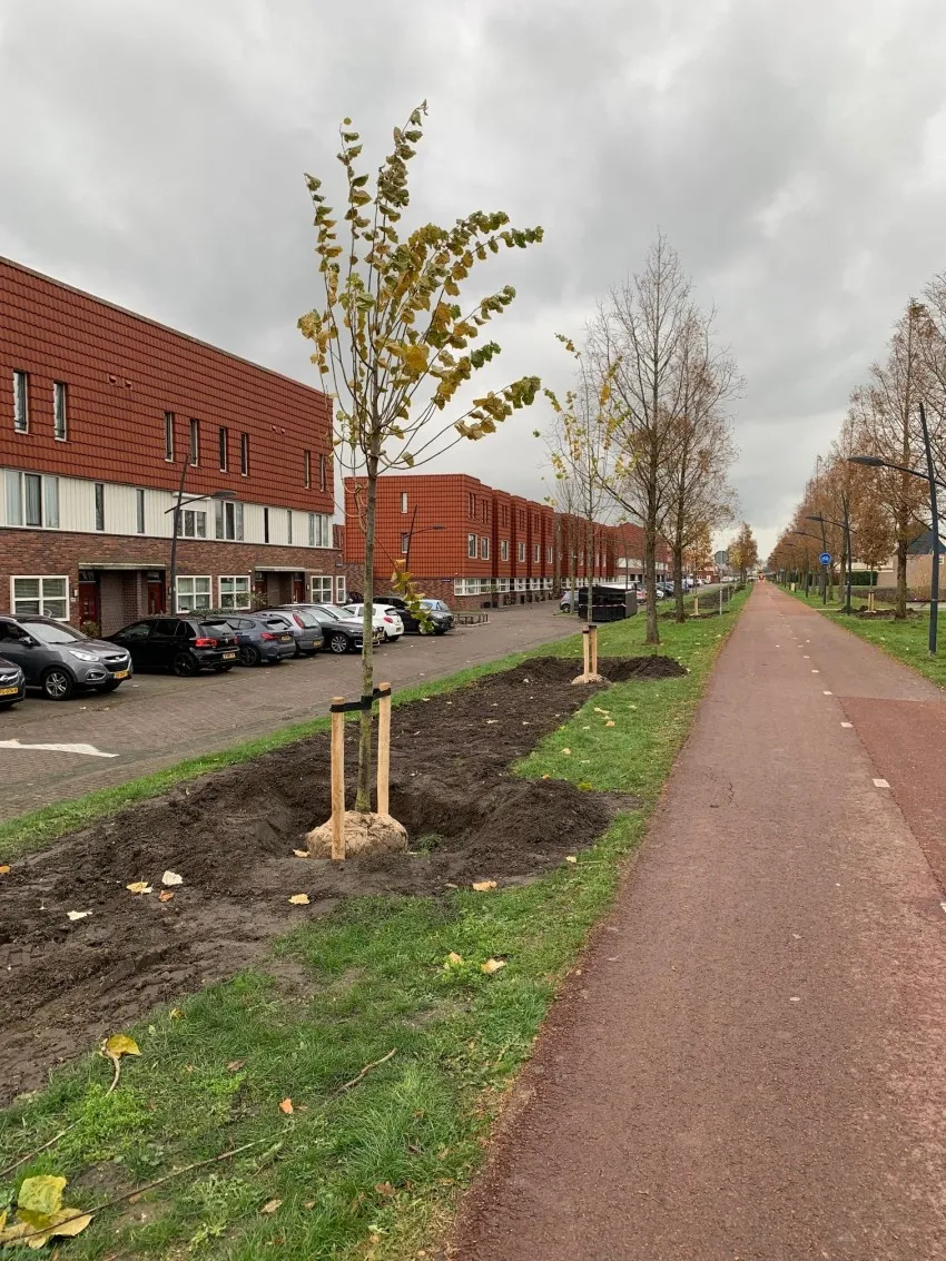 zilverlinde