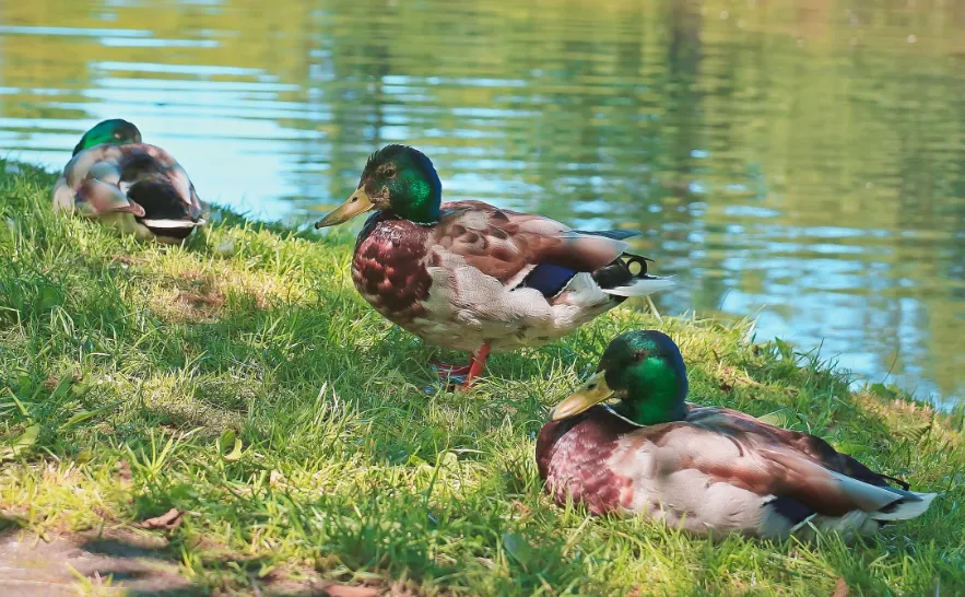 screenshot 20241219 115237