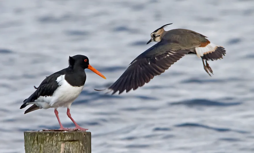 screenshot 20250118 114858