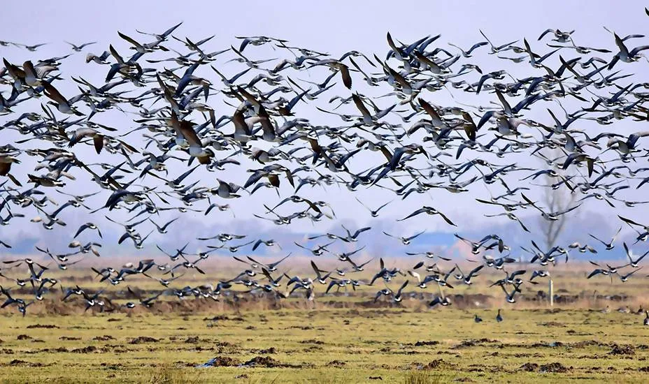 Vogelaanvaringen Schiphol