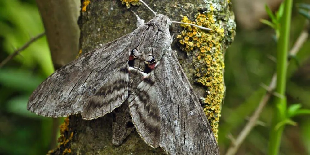 Windepijlstaart iStock-1774530272