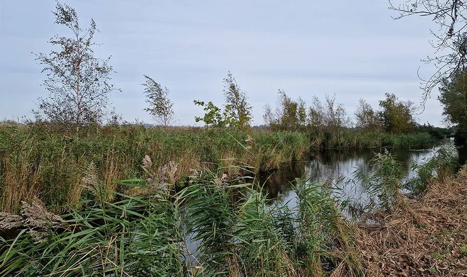 928x550 Natuurherstel vanaf Dolphijnstraat in Westzaan van start