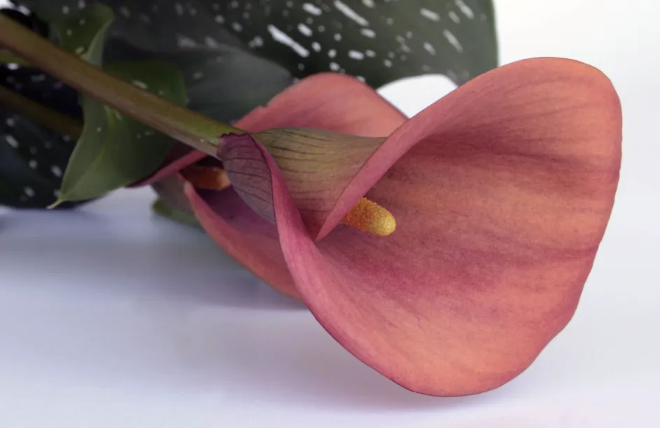 Screenshot_20260308_102516