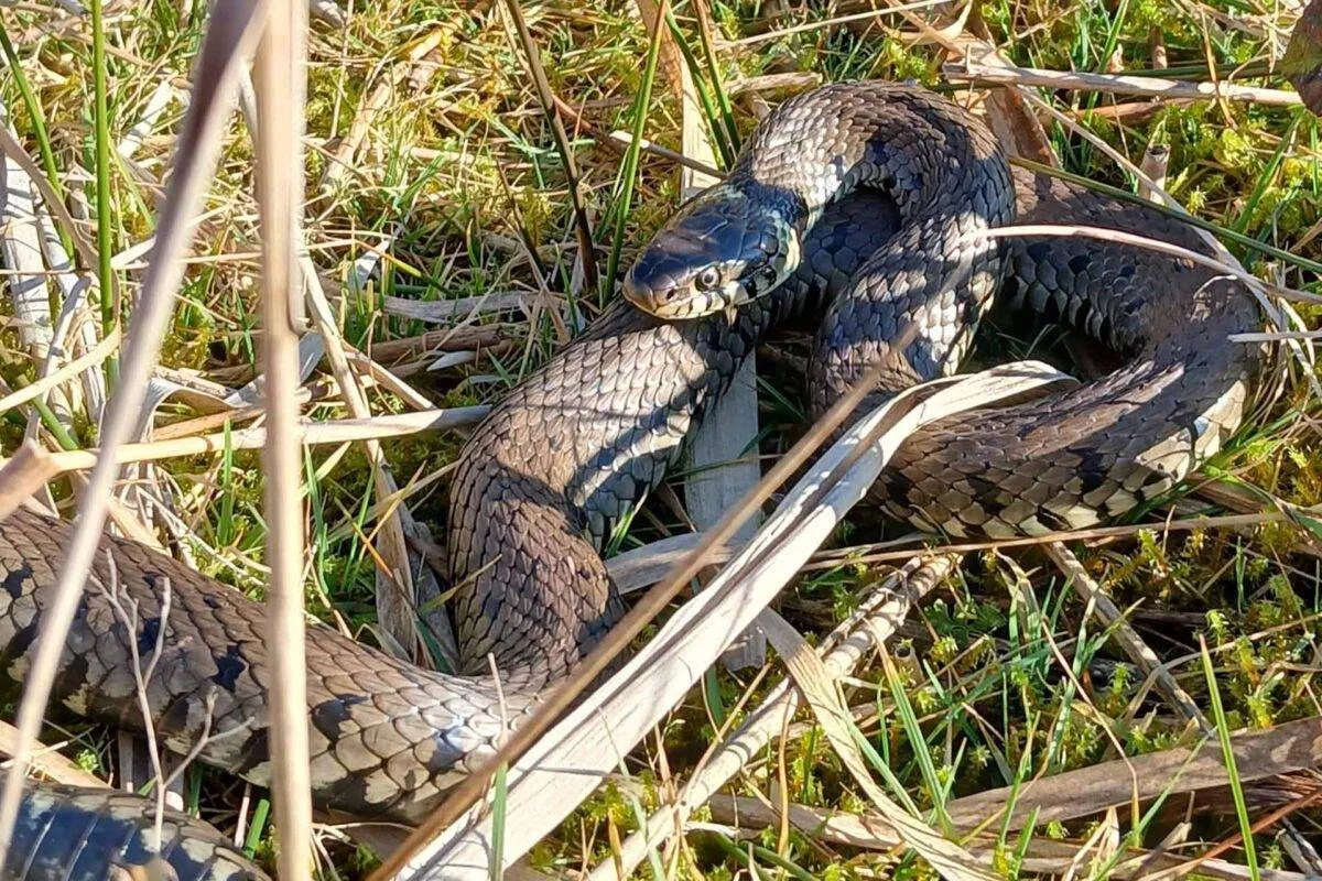 1920-zaansenatuur-Ringslang-1200x800