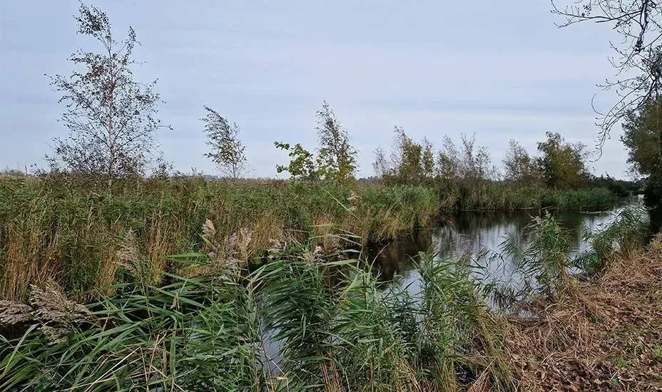 928x550-natuurherstel-vanaf-dolphijnstraat-in-westzaan-van-start-68de3f20db878