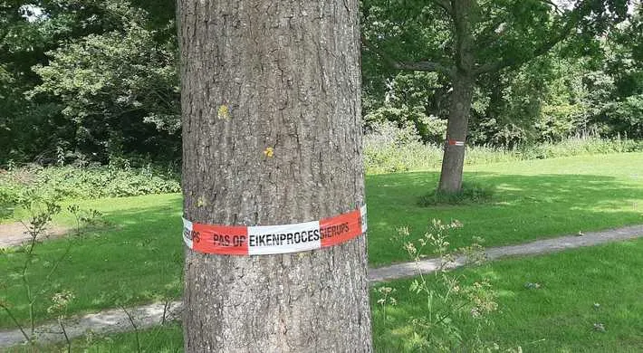 006196_eikenprocessierups_dorregeest-2025_juni