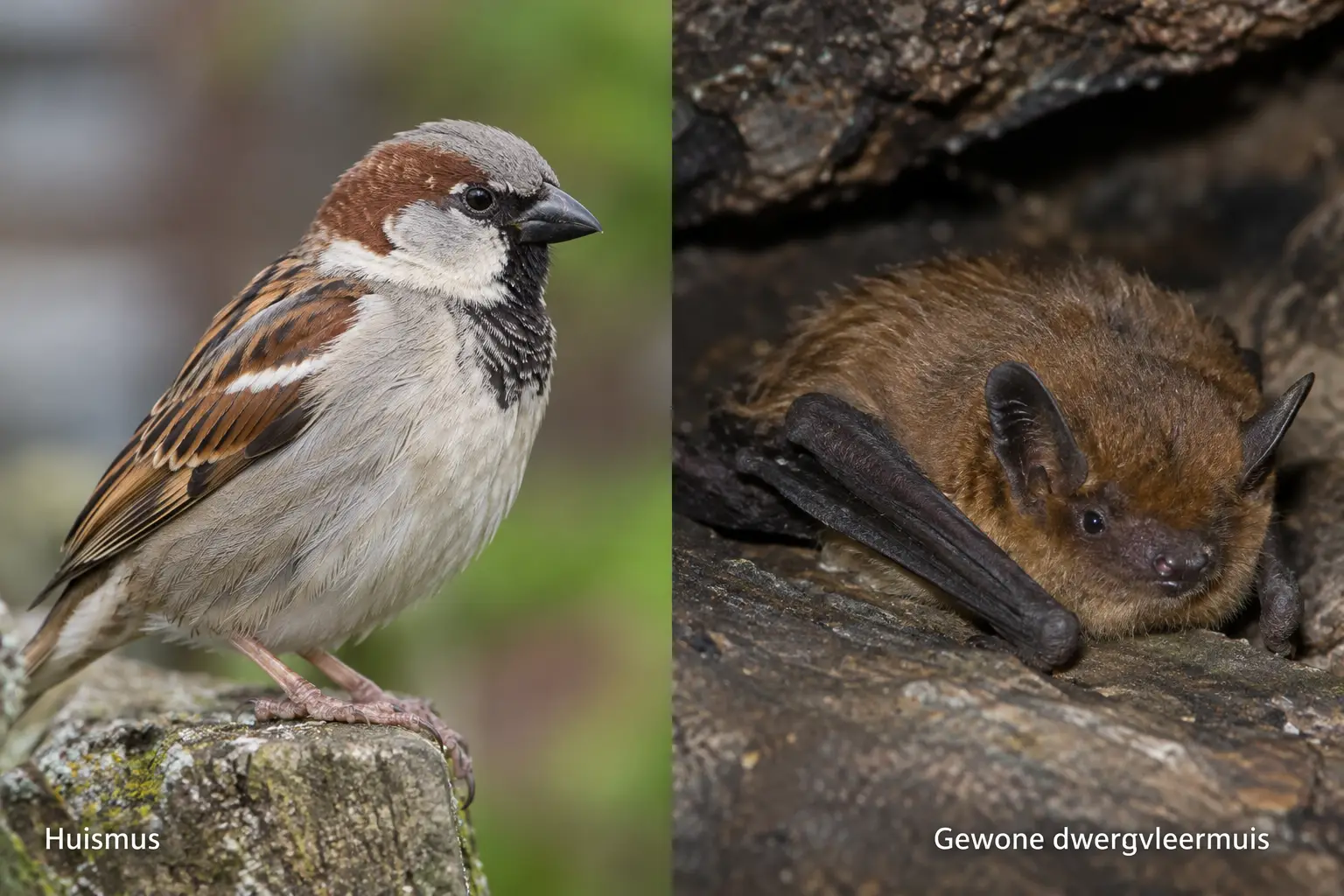 Huismus en dwergvleermuis in beeld